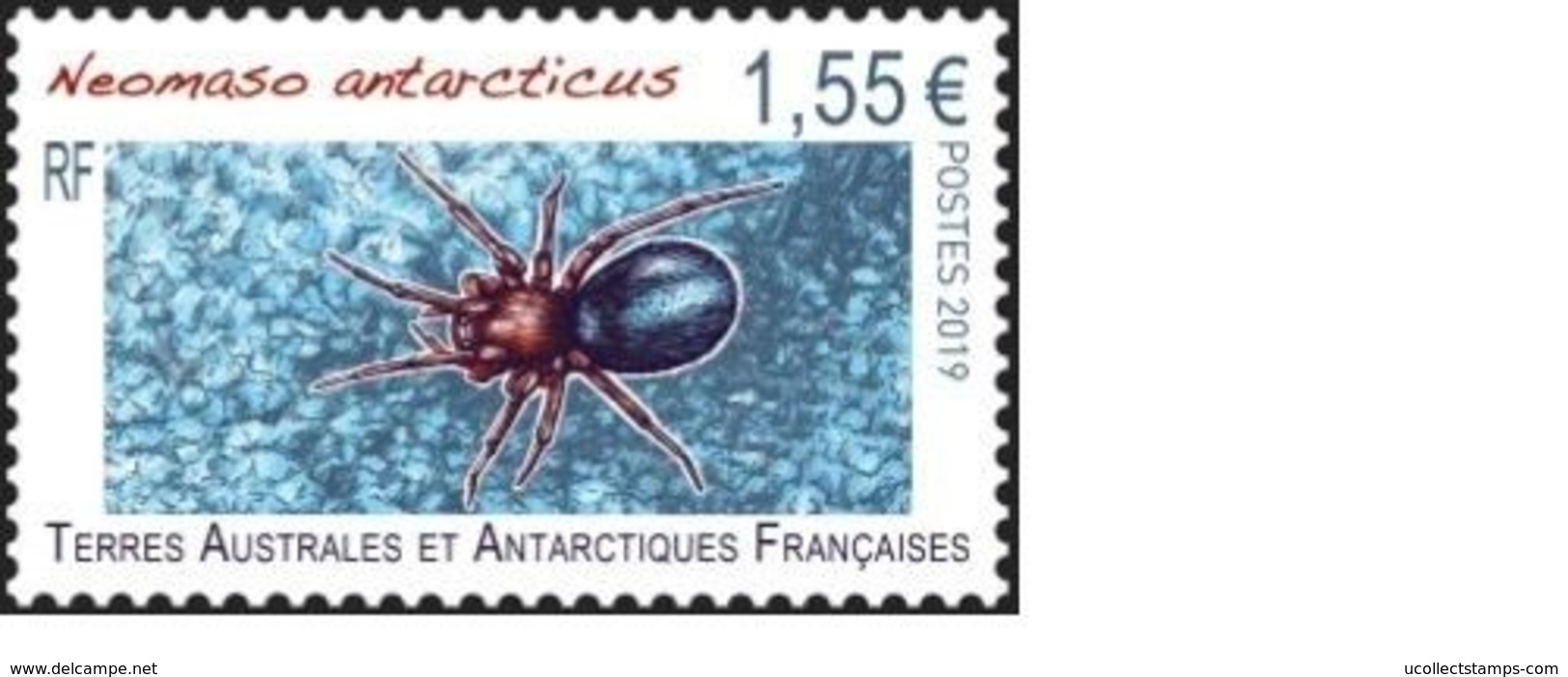 TAAF  2019  Insect  Neomaso Arcticus    Mnh/neuf - Neufs