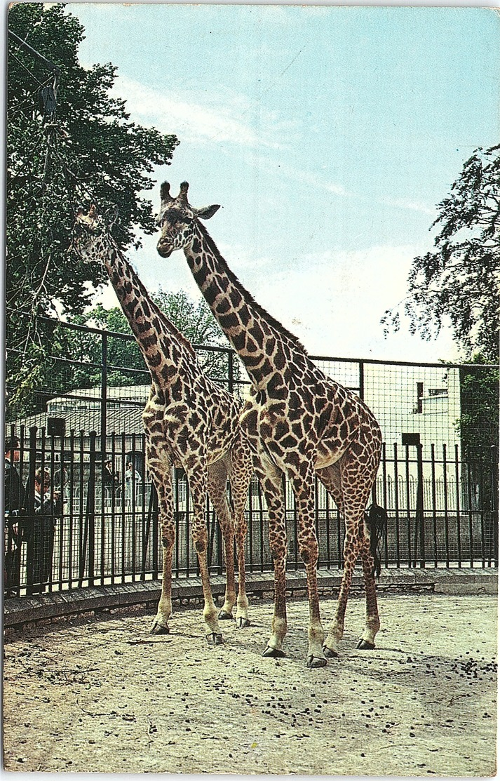 Animal Postcard Giraffes At Bristol Zoo - Girafes