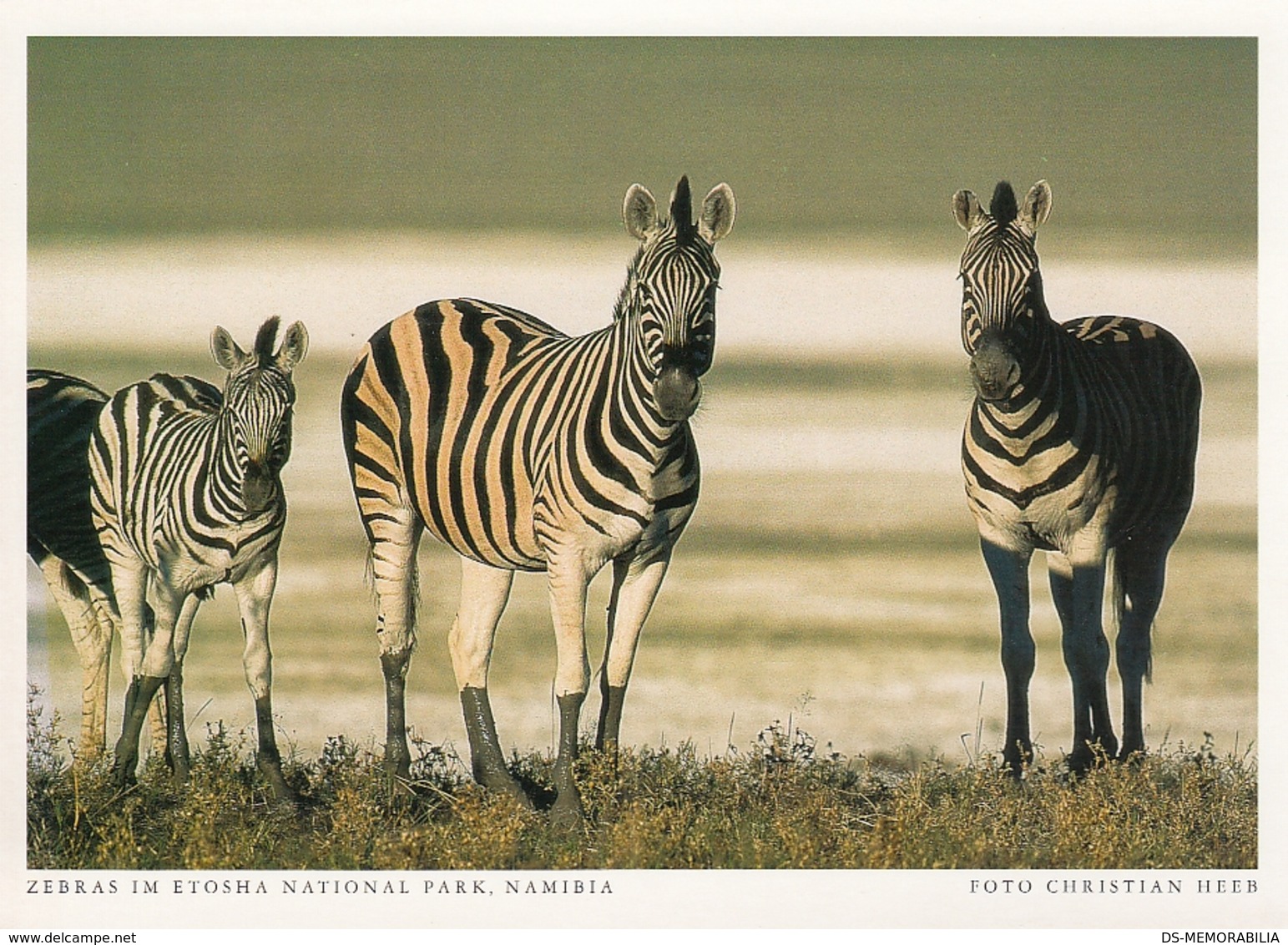 Namibia - Zebra In Etosha National Park - Namibie