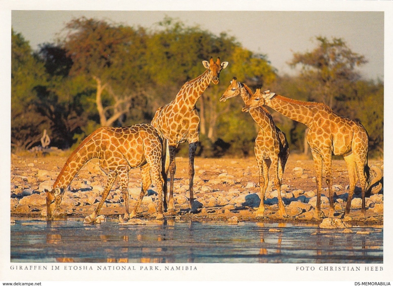 Namibia - Giraffe In Etosha National Park - Namibia