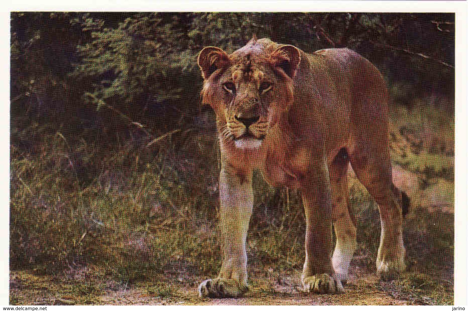 India, The Indian Lion, Unused - Lions