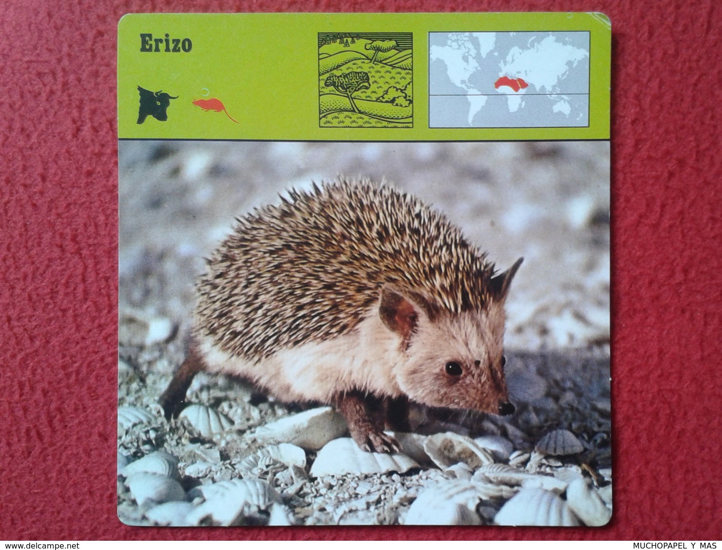 ESPAGNE SPAIN FICHA SHEET FICHE ERIZO HÉRISSON HEDGEHOG IGEL VER FOTO/S Y DESCRIPCIÓN ANIMALES ANIMAL IDEAL COLECCIÓN - Animales