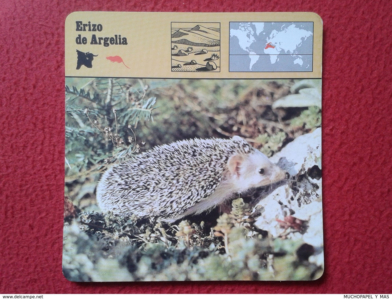 ESPAGNE SPAIN FICHA SHEET FICHE ERIZO HÉRISSON HEDGEHOG IGEL DE ARGELIA OF ALGERIA L'ALGERIE ANIMALES ANIMAL VER FOTOS - Animales