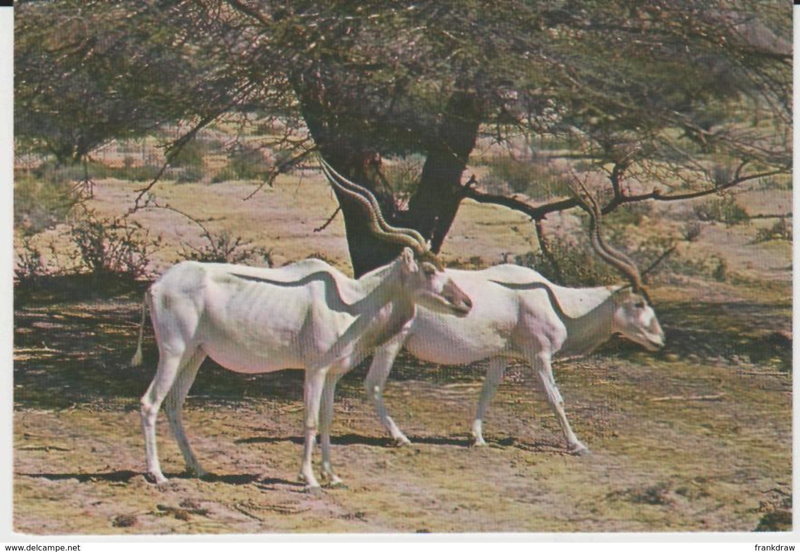 Postcard - The Addax ANTELOPE, A  Desert Animal - Unused  Very Good - Unclassified