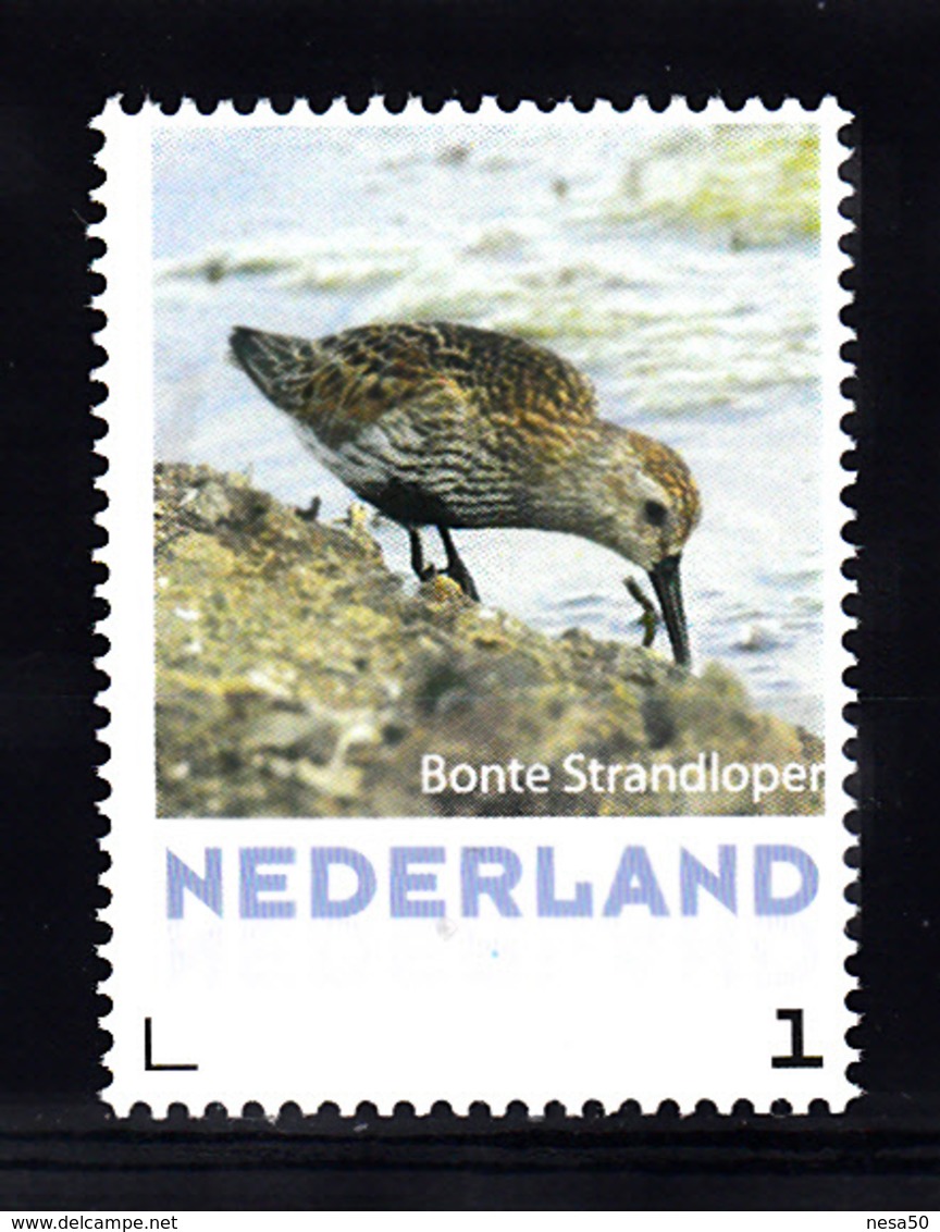 Nederland  Persoonlijke, Thema Vogels, Bird: Bonte Strandloper, Pied Sandpiper - Ongebruikt