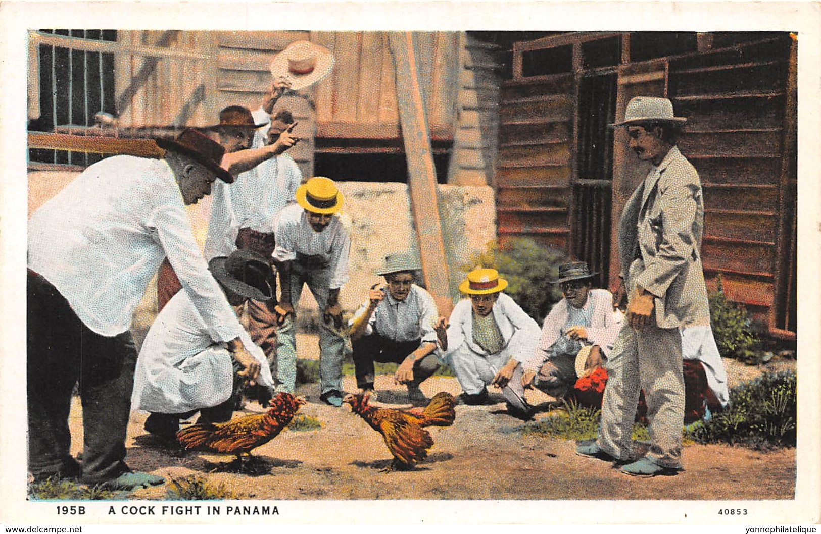 Panama - Ethnic / 46 - A Cock Fight - Panama