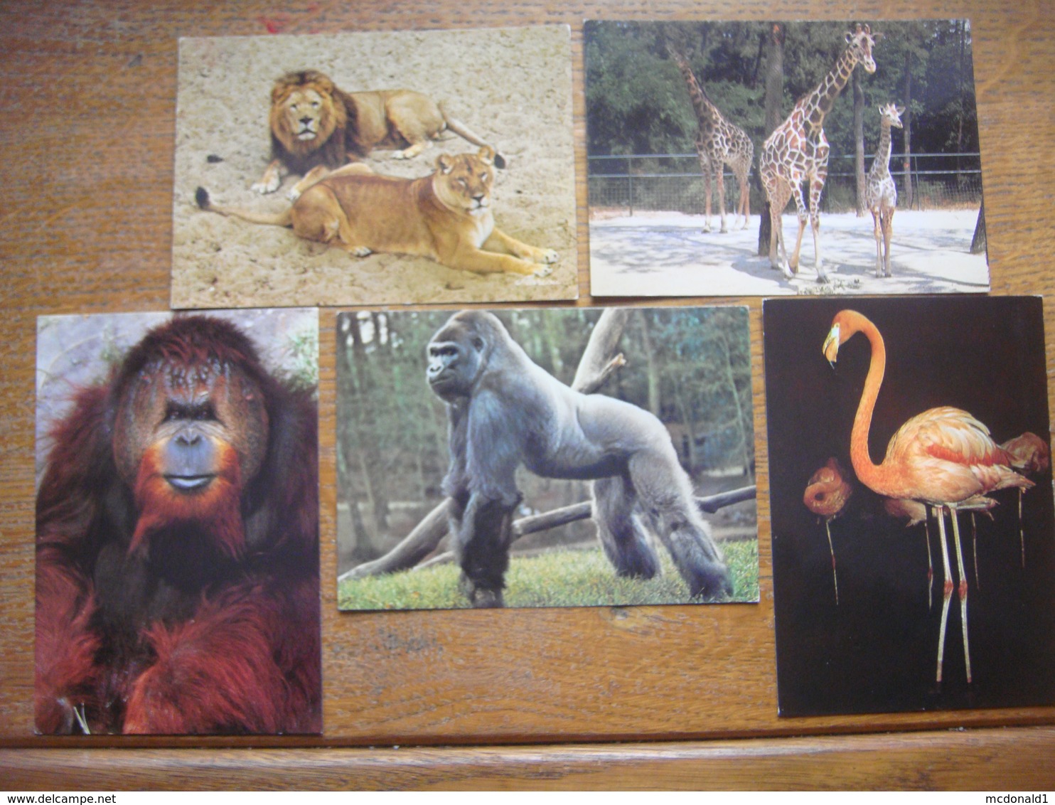 Lot 6 Cartes Zoo La PALMYRE (entre Royan Et L'Ile D'Oléron) - Tigre / Lion / Girafe / Orang Outang / Gorille / Flamant R - Royan