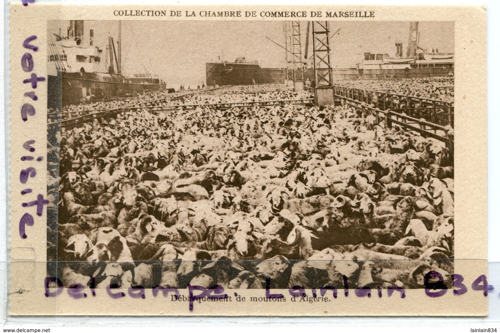 - MARSEILLE, Débarquement Des Moutons D'Algérie, Collection De La Chambre De Commerce, Marseille, TTBE, Scans. - Joliette