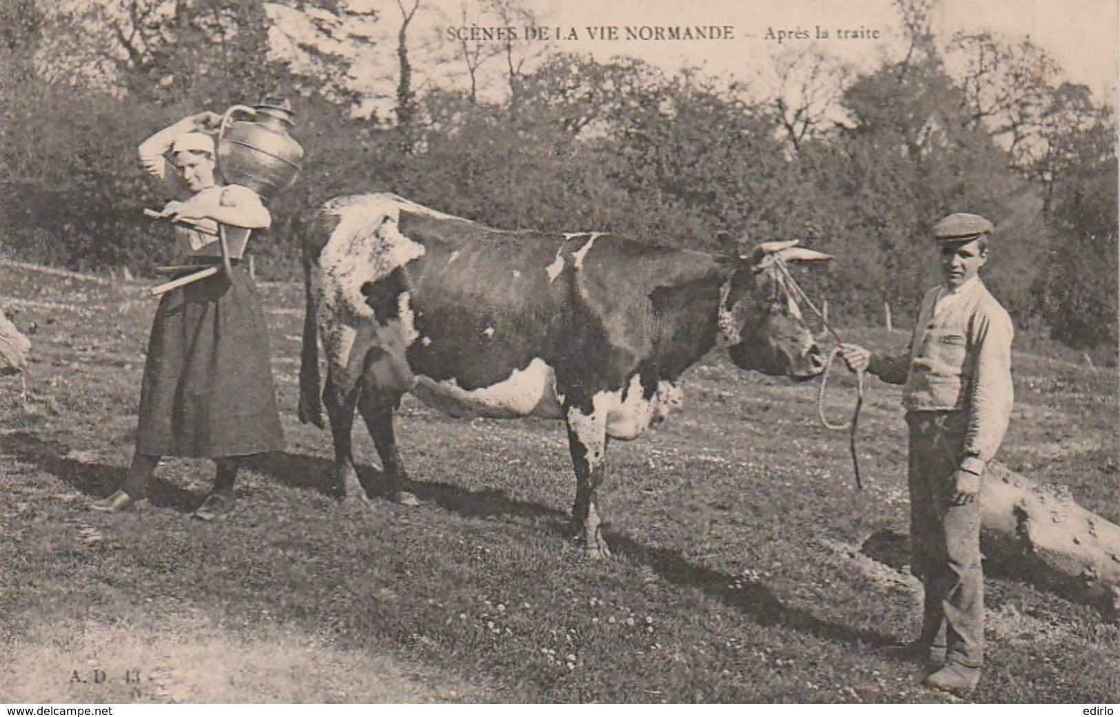 ***   Scenes De La Vie Normande Après La Traite ***  élevage - Breeding