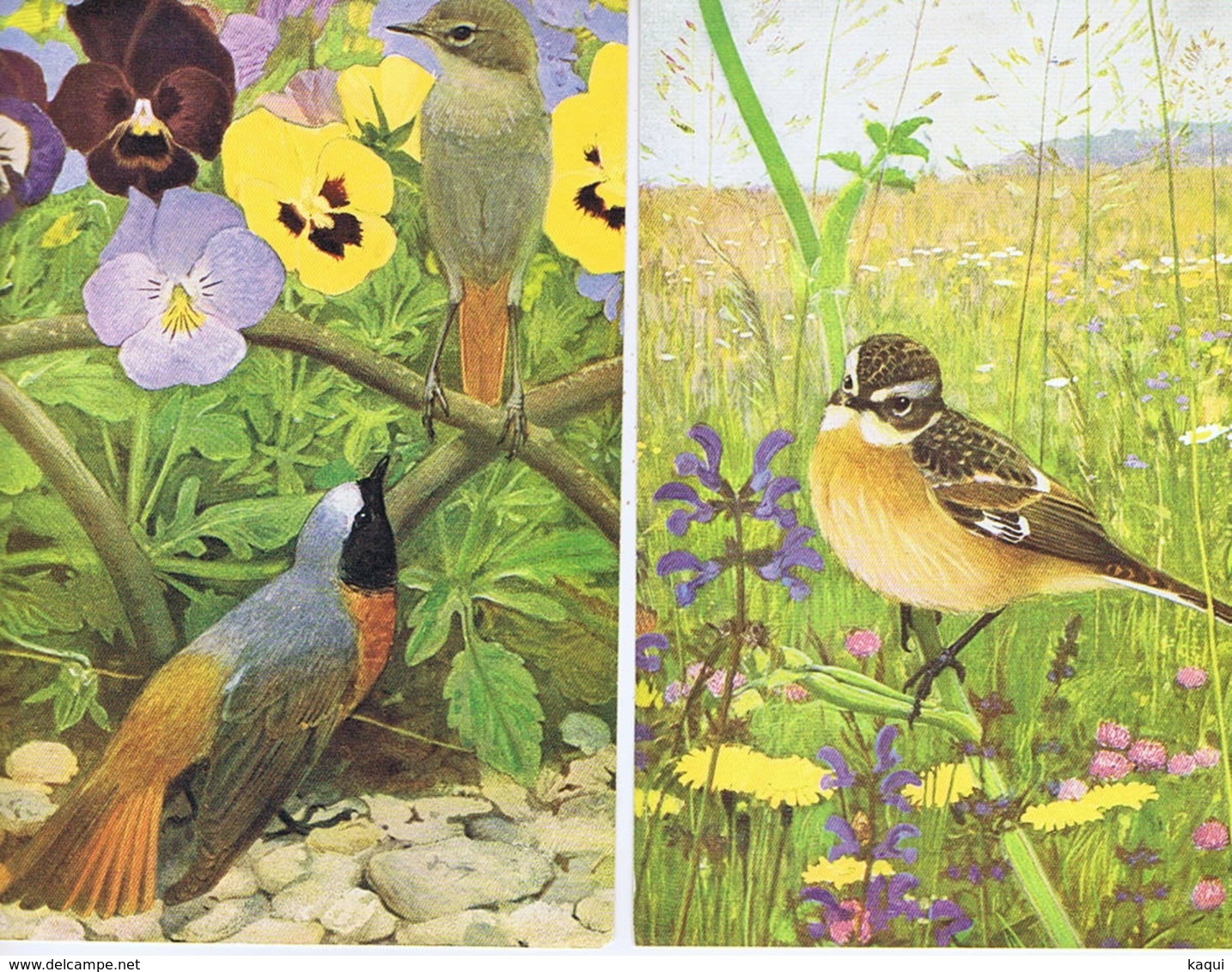 LES OISEAUX DANS LA NATURE De Léo-Paul ROBERT Avec 12 Fiches Au Format 12 / 16 - Publicités