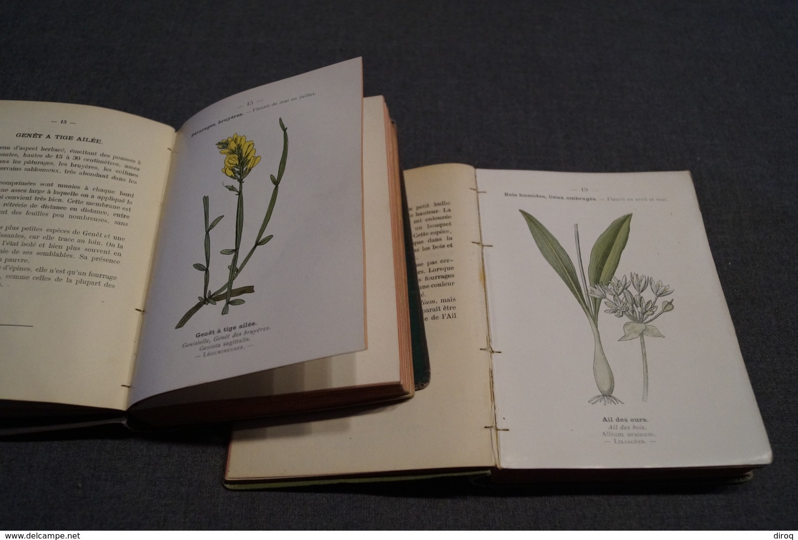 2 ouvrages Atlas de poche des plantes,R.Siélain,série II et III,1906-1907 + herbier d'époque,16 Cm. sur 11,5 Cm.