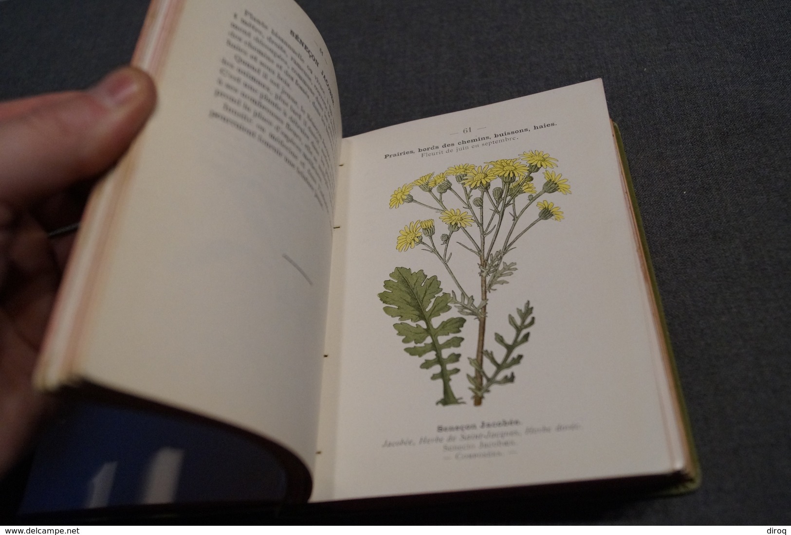 2 ouvrages Atlas de poche des plantes,R.Siélain,série II et III,1906-1907 + herbier d'époque,16 Cm. sur 11,5 Cm.