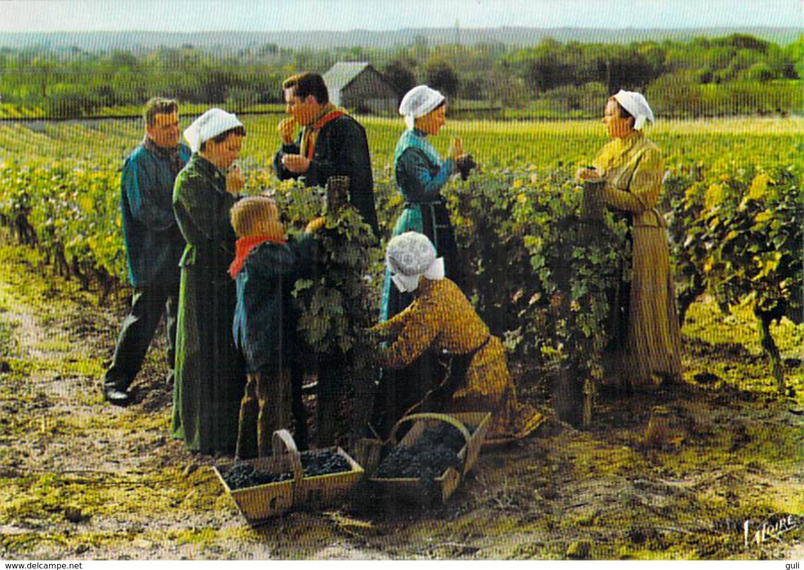 Folklore > Costumes Le Pays Tourangeau Groupe Folklorique LA LIGOUERE DE TOURAINE A L'heure Des Vendanges (vignes Vin) - Costumes