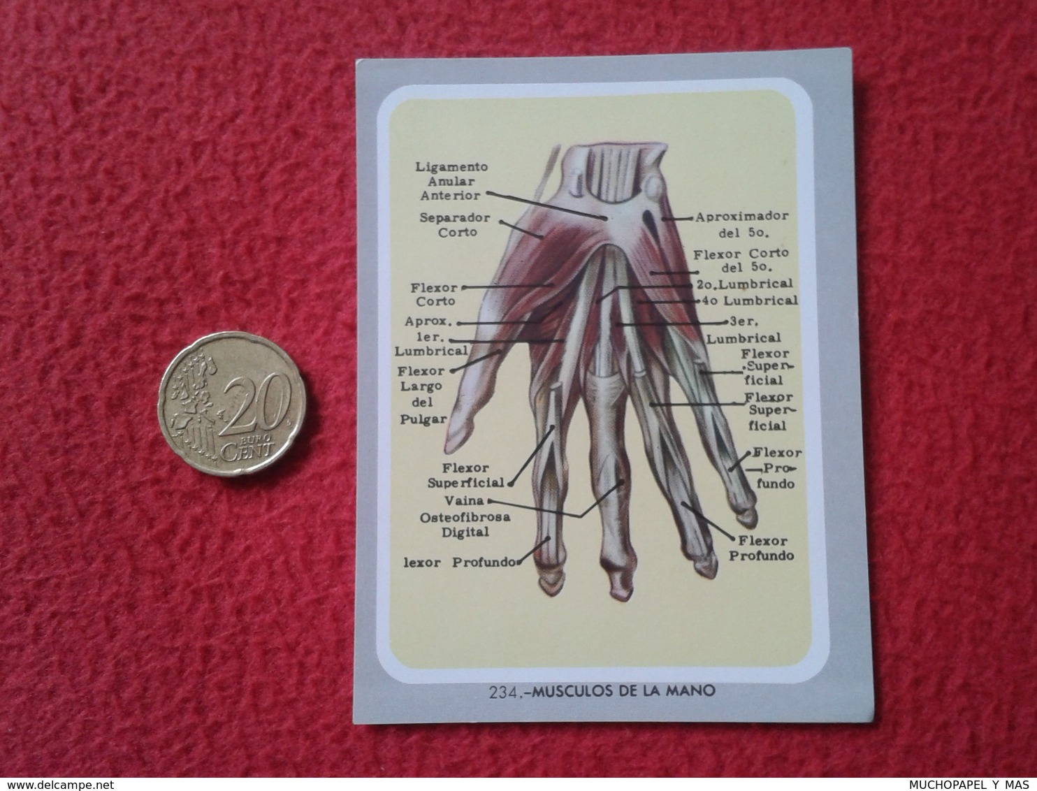 ANTIGUO CROMO OLD COLLECTIBLE CARD Nº 234 MÚSCULOS DE LA MANO MEDICINA MUSCLES OF THE HAND CUERPO HUMANO HUMAN BODY VER - Otros & Sin Clasificación