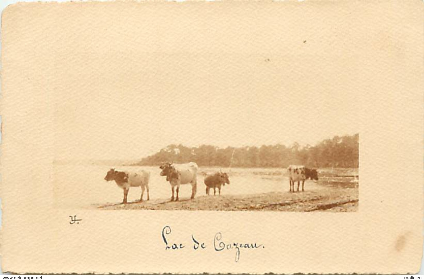 - Dpt Div-ref-AF290- Gironde - Carte Photo - Lac De Cazeau - Vaches - Carte Photo Bon Etat - - Other & Unclassified