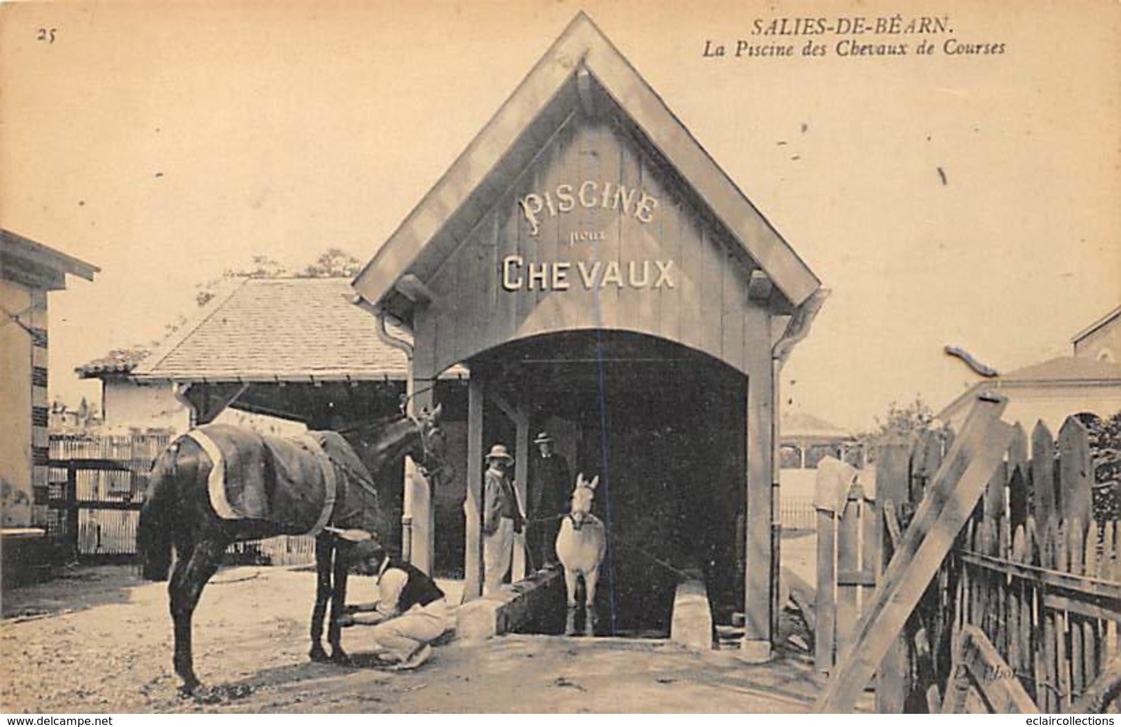 Salies De Béarn      64       Hippisme. La Piscine Des Chevaux De Courses     (voir Scan) - Salies De Bearn