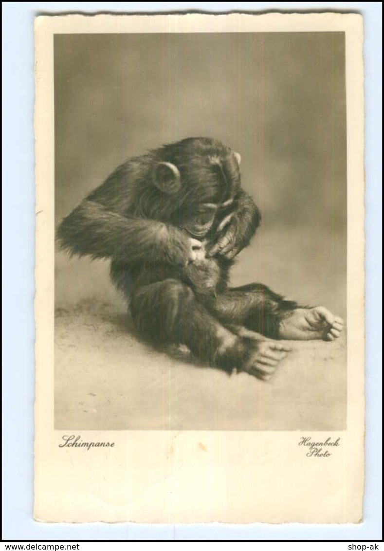 Y11136/ Hamburg Tierpark Zoo Hagenbeck Schimpanse Affe Foto Ak 1938 - Altri & Non Classificati