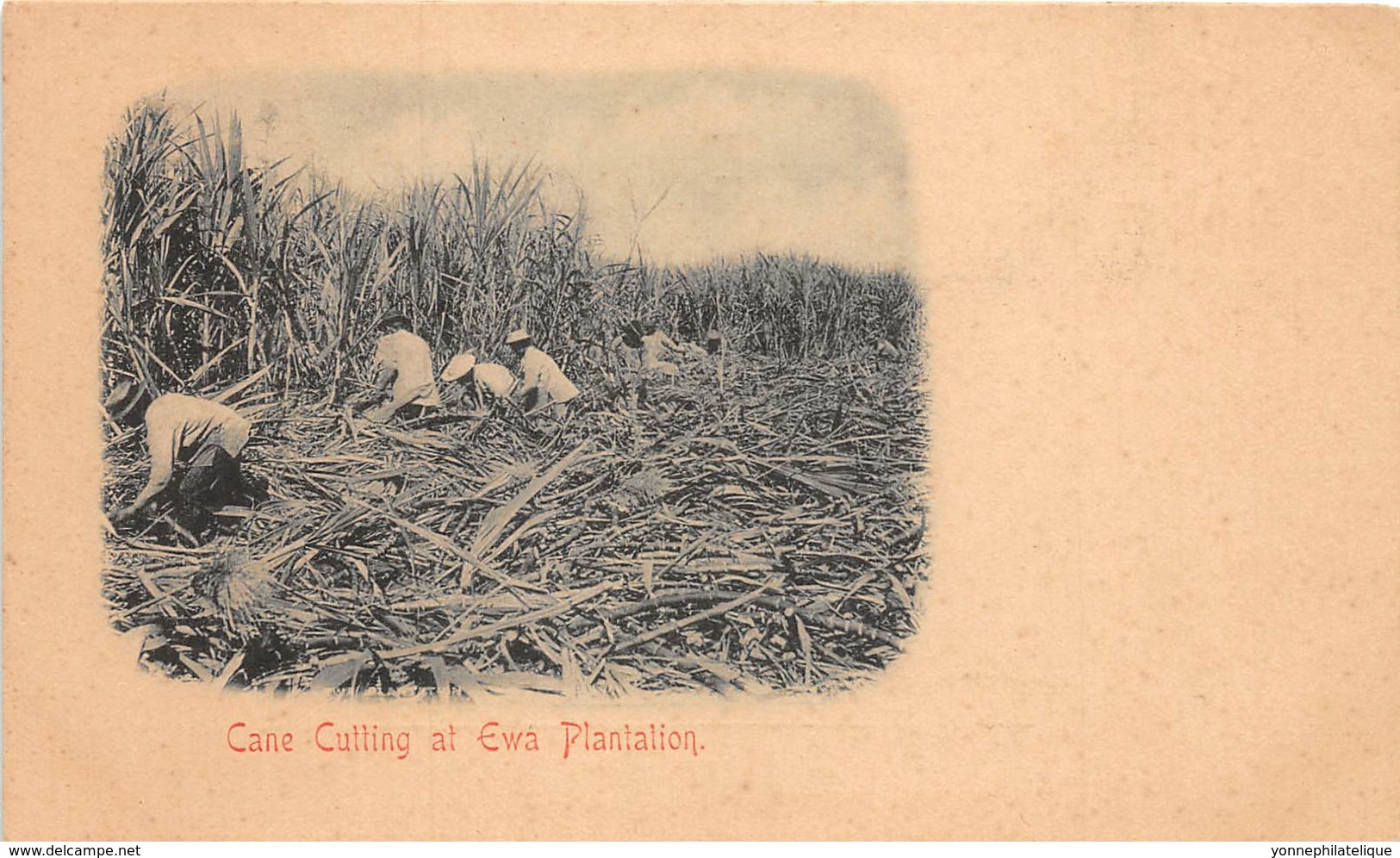 Puerto Rico / 17 - Cane Cutting At Ewa Plantation - Puerto Rico