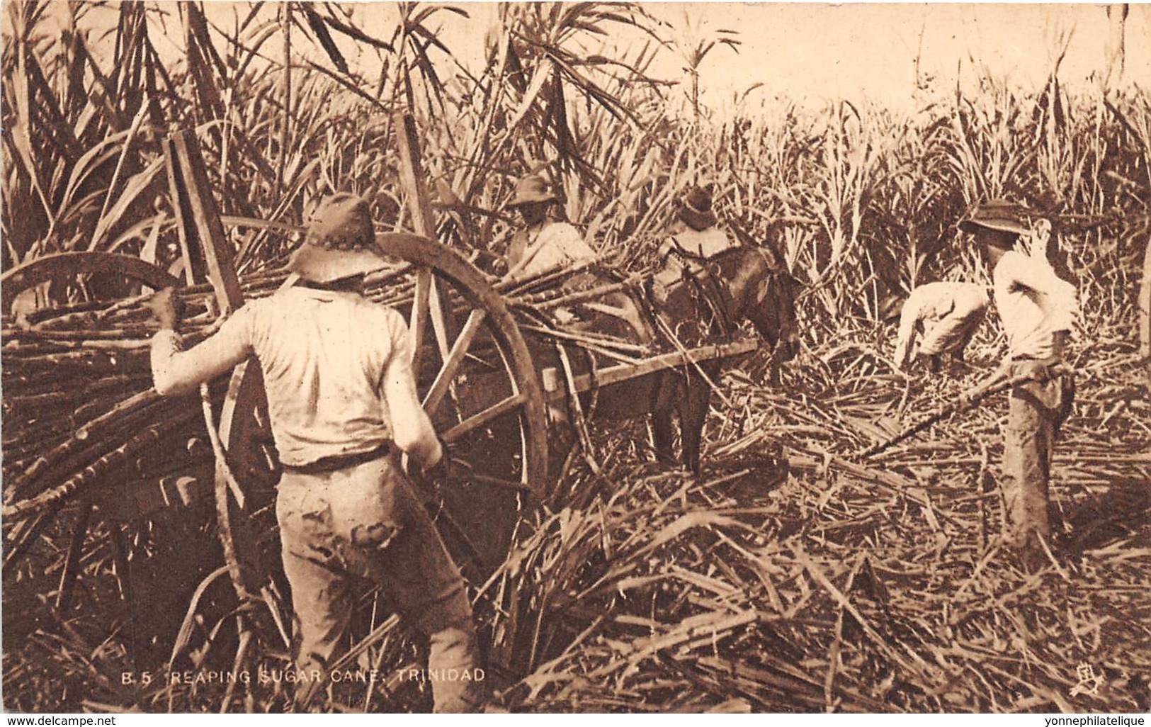 Trinidad - Ethnic / 01 - Reaping Sugar Cane - Trinidad