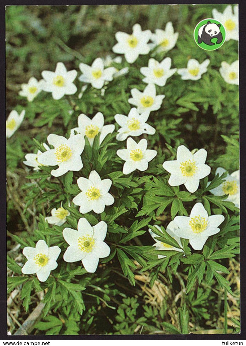 Flowers - Fleurs - Bloemen - Blumen - Fiori - Flores - Valkovuokko - Wood Anemone - Anemone Nemorosa - WWF Panda Logo - Fiori