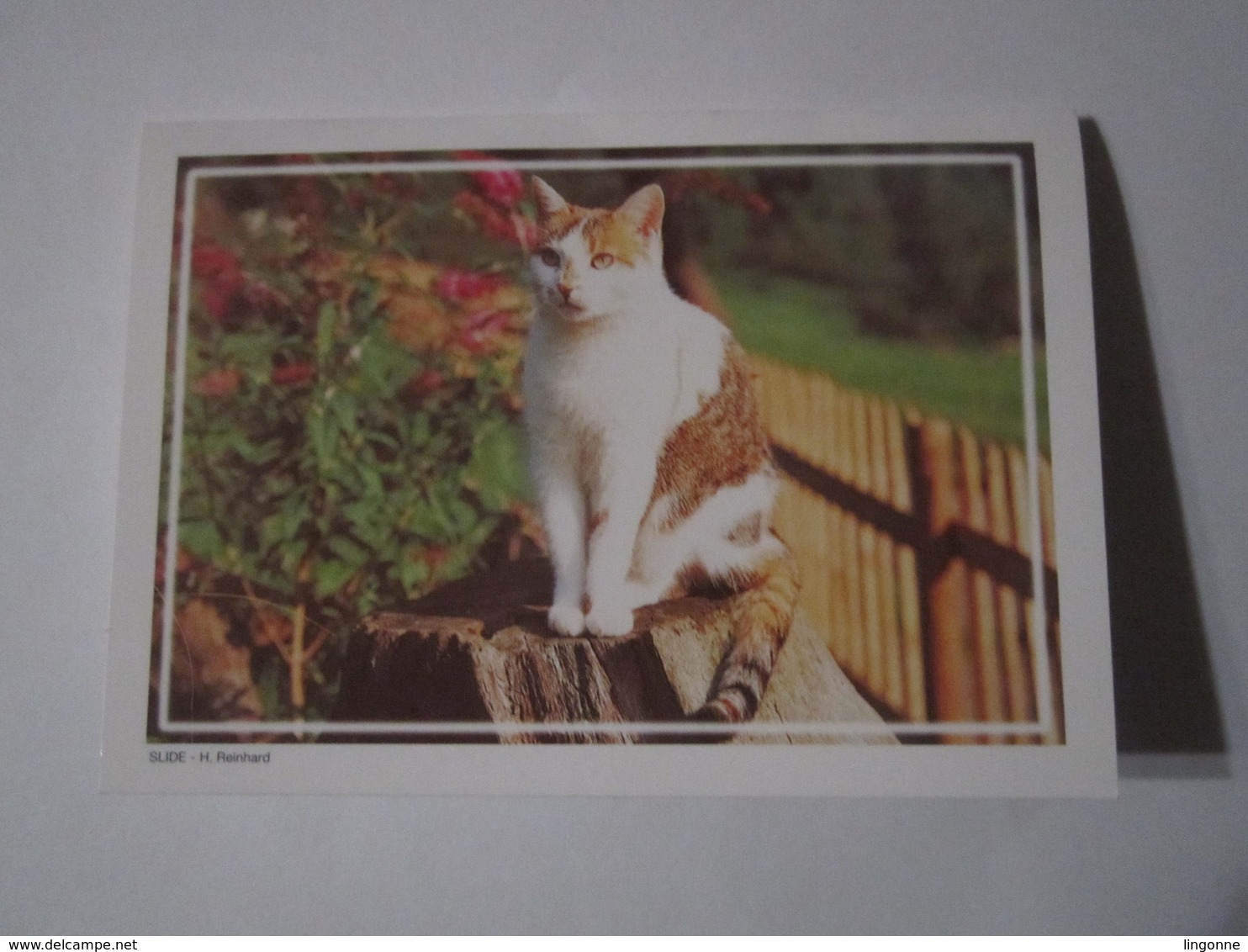 2000 PETIT CALENDRIER EN 2 VOLETS LE BALTO TABAC PRESSE BAR LANGRES (52) CHAT - Petit Format : 1991-00