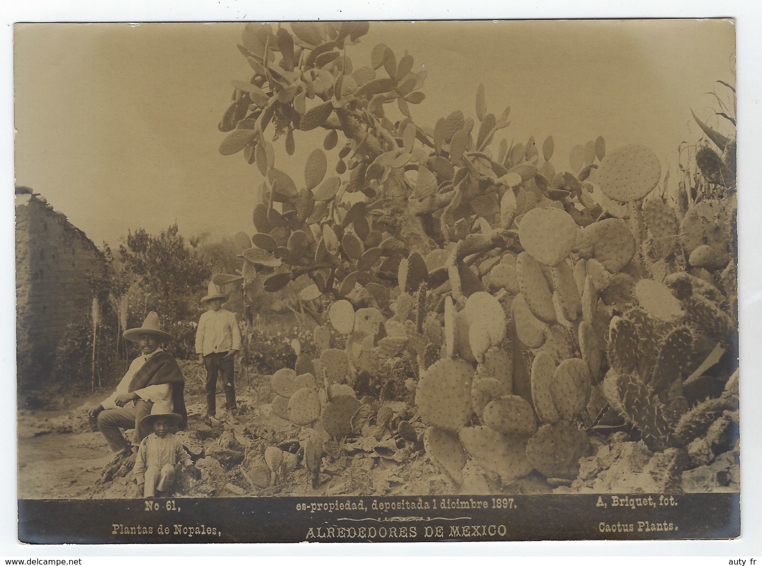 Photo  A. BRIQUET. - ALREDEDORES DE MEXICO - Plantas De Nopales - Cactus 1897 - Ancianas (antes De 1900)