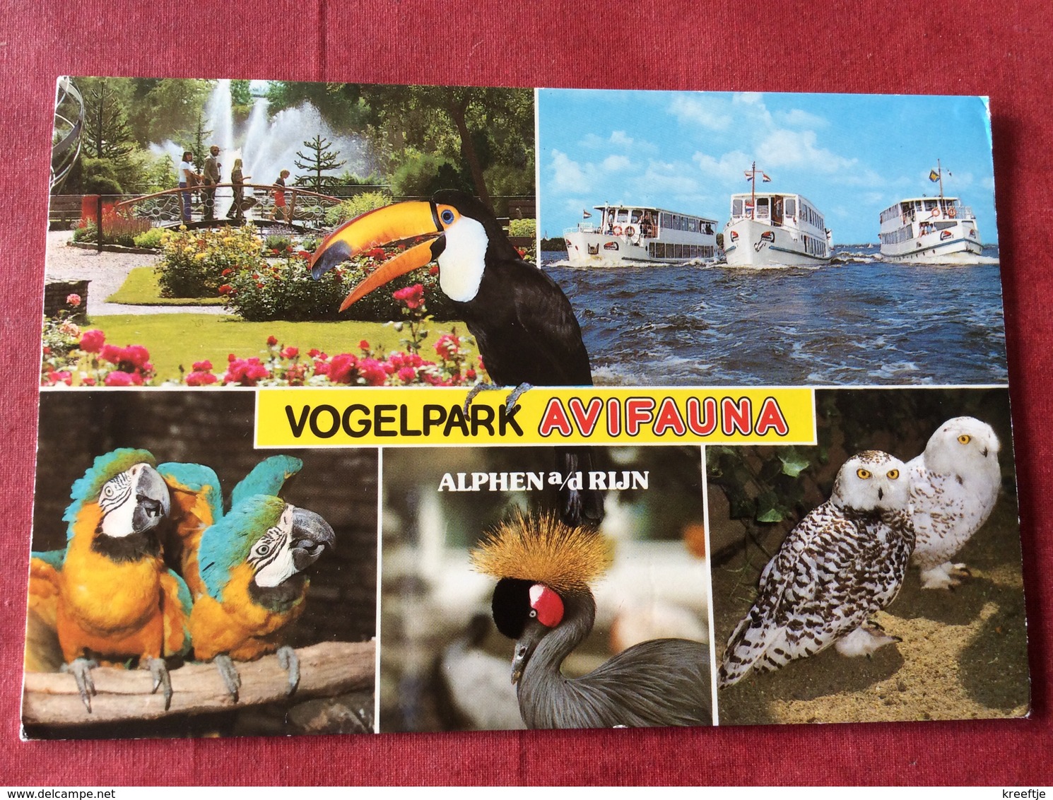 Nederland Vogelpark Avifauna ( Vogels Oiseaux Birds ) - Vogels