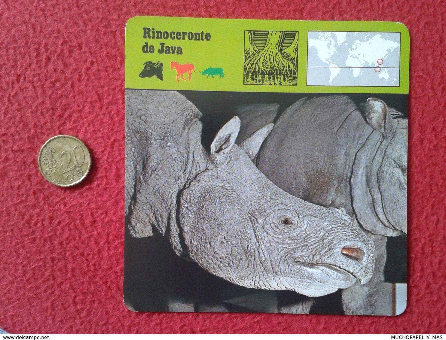 ESPAGNE SPAIN FICHA SHEET FICHE RINOCERONTE DE JAVA RHINO RHINOCEROS RHINOS RHINOCEROSES RINOCERONTES WILDLIFE FAUNA VER - Animales