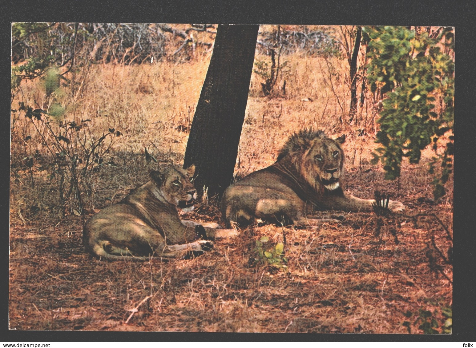 Leeuw / Lions - Luangwa Valley National Park - Lions