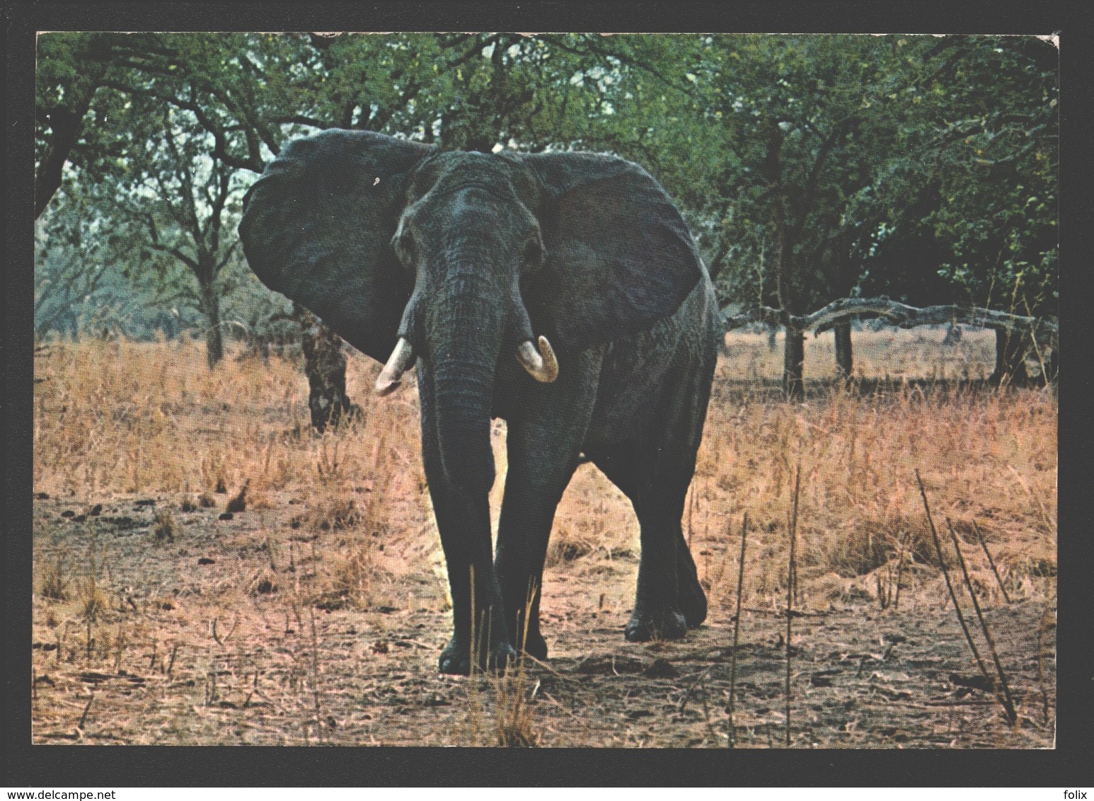 Olifant / Elephant - Luangwa Valley National Park - Éléphants