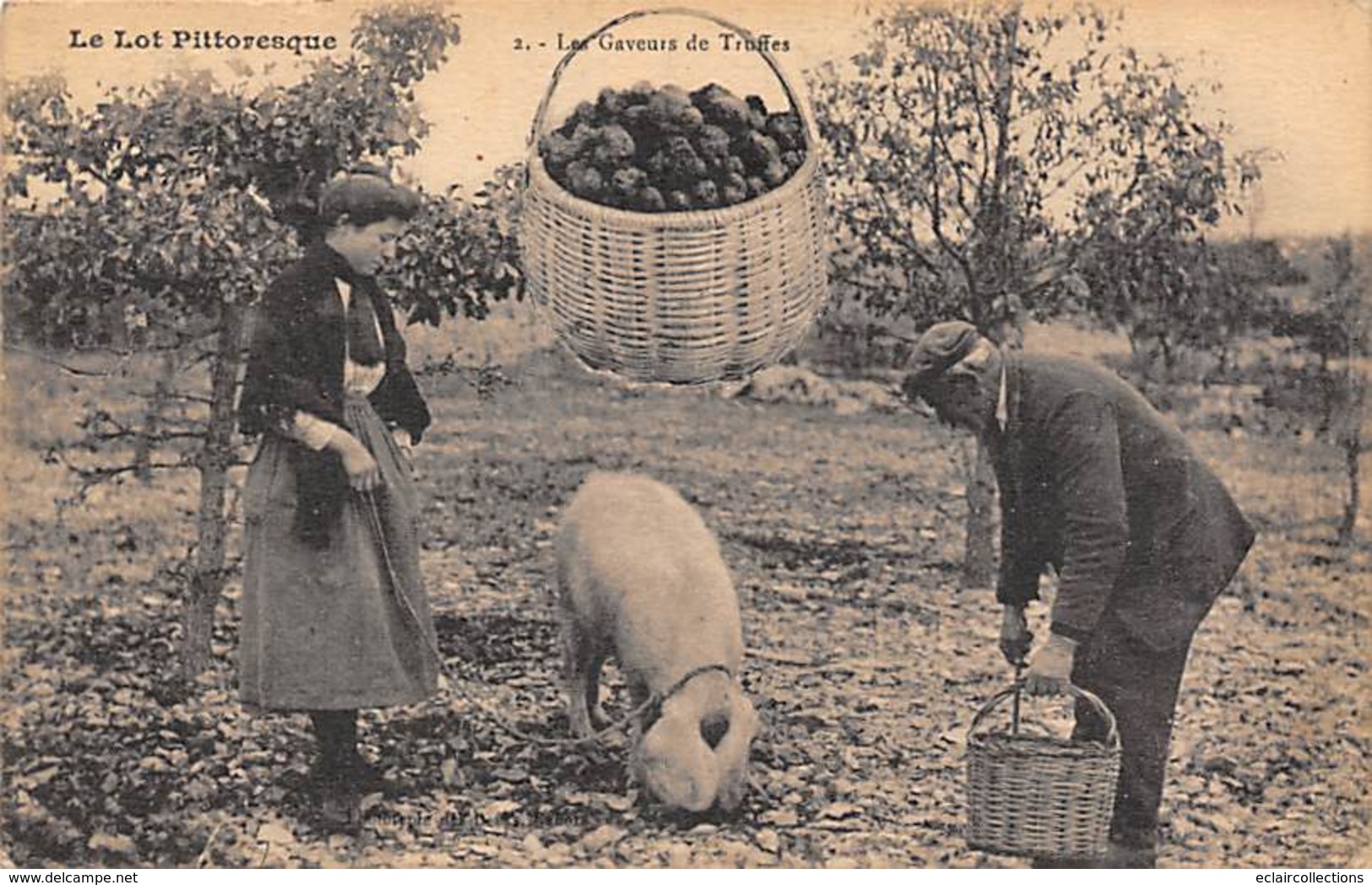 Le Lot Pittoresque   46     Les Gaveurs De Truffes. Cochon     (voir Scan) - Other & Unclassified