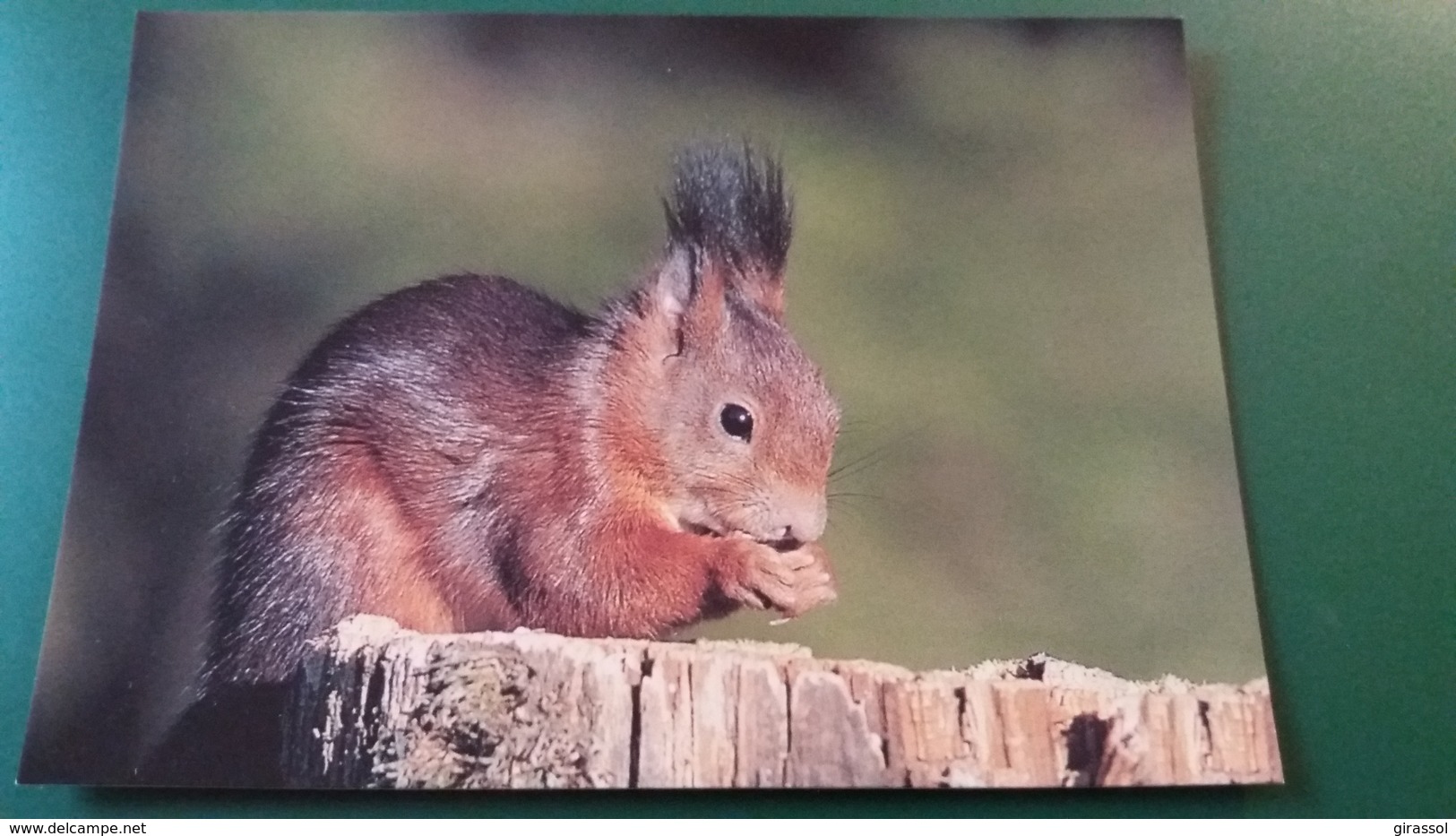 CPM ECUREUIL SCIURUS VULGARIS SQUIRREL PHOTO J VOGT ED FATZER - Autres & Non Classés