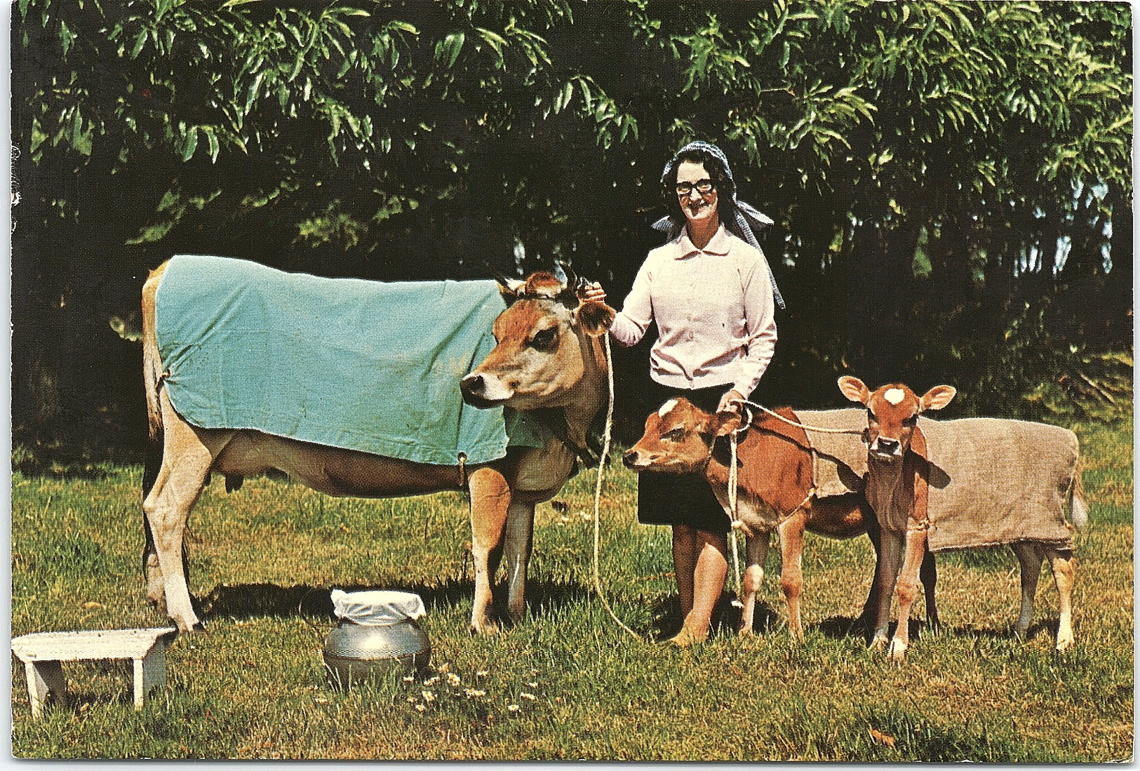 Animals - Lady With Jersey Cow And Calves, Jersey, Channel Islands - Cows