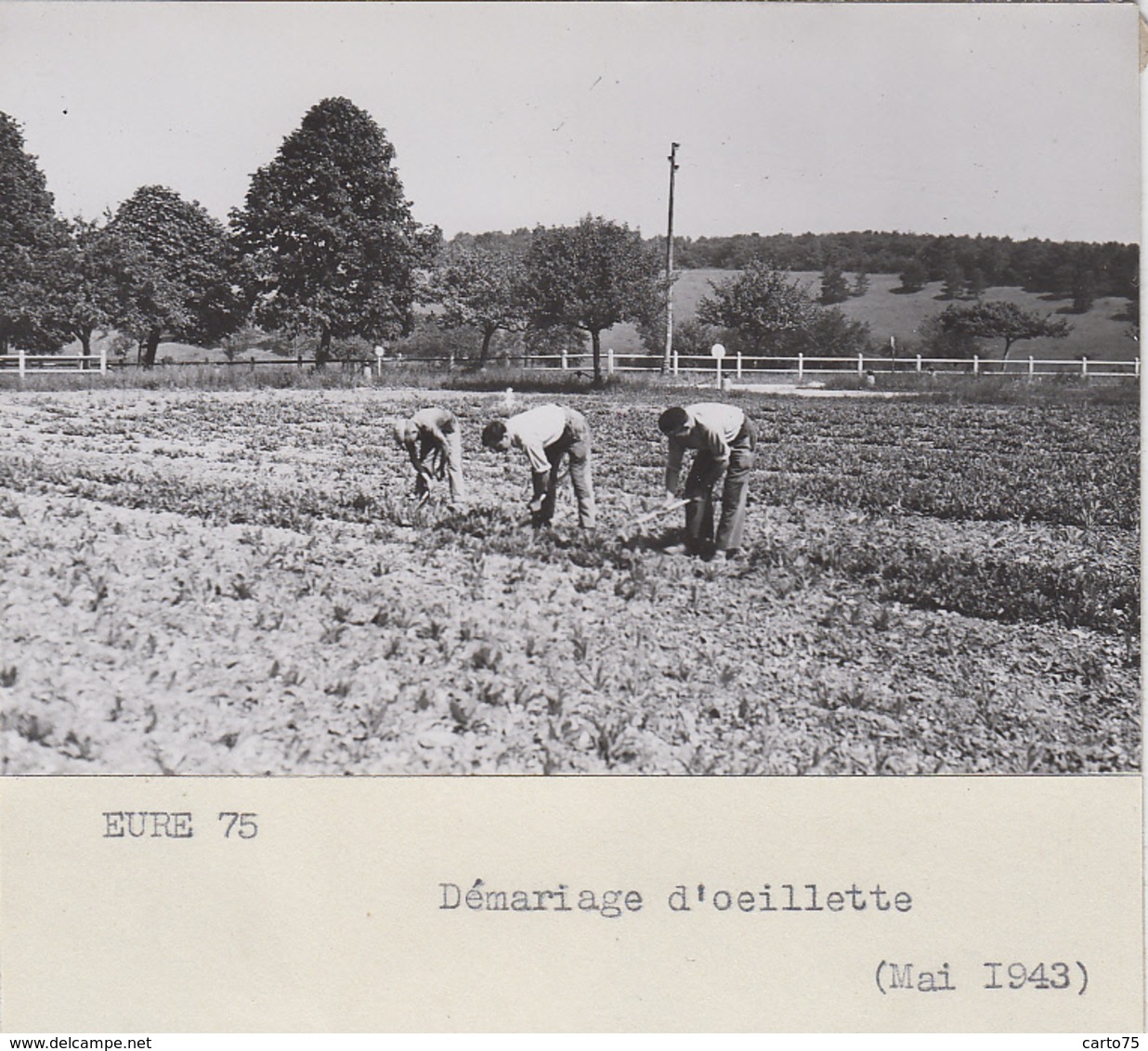 Eure 27 - Agriculture Cultures - Photographie - Démariage D'oeillette - 1943 - Fotografie