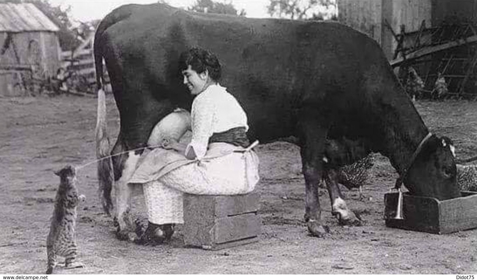 Photo Inattendue Chat Buvant Le Lait Du Pis De La Vache - Autres & Non Classés