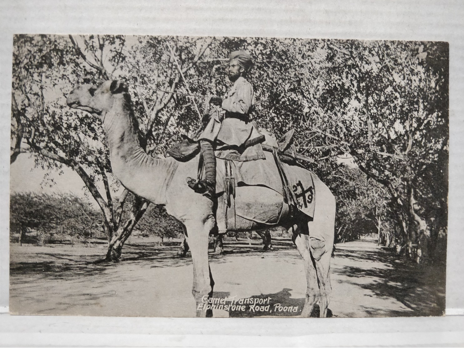 Poona. Elphinstone Road. Camel Transport - India