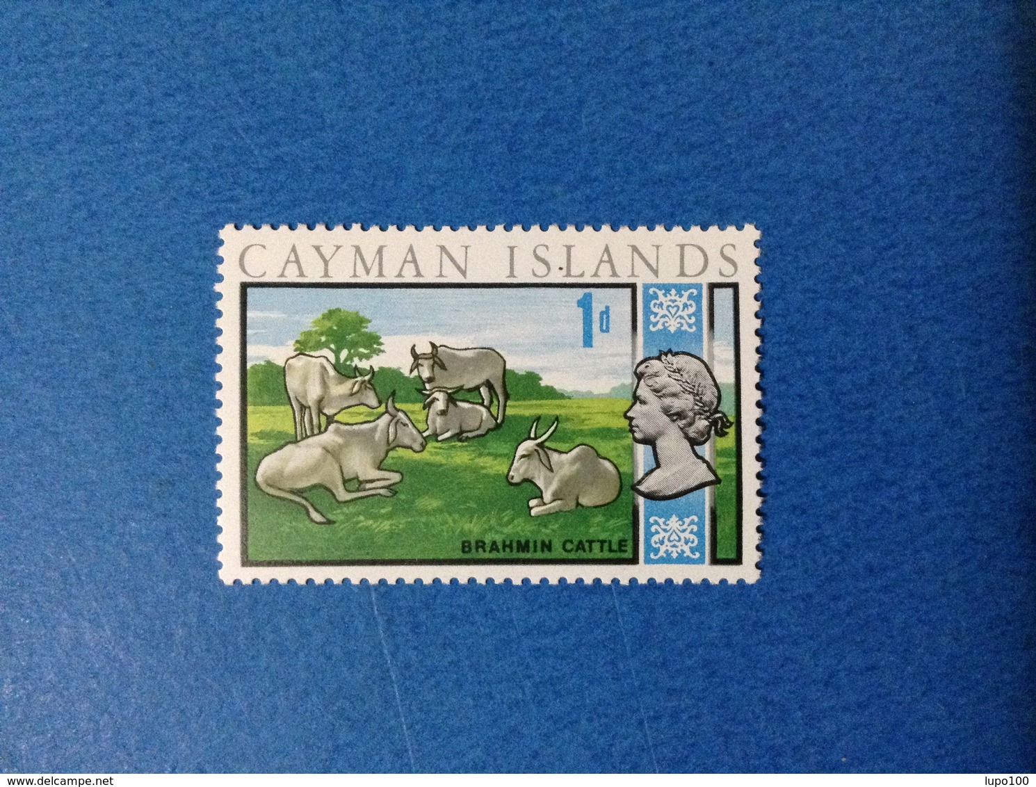 CAYMAN ISLANDS 1 D FAUNA ANIMALI MUCCHE TORI BRAHMIN CATTLE FRANCOBOLLO NUOVO STAMP NEW MNH** - Cayman (Isole)