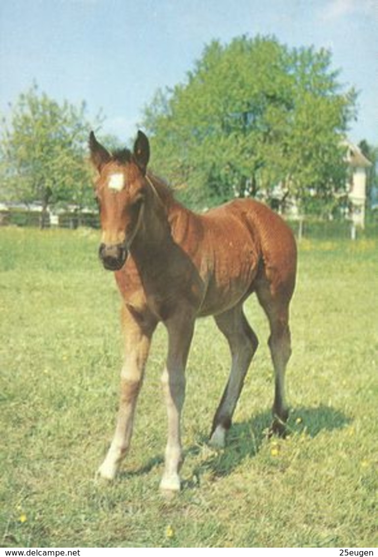 HORSES / PFERDE / CHEVAUX /     POSTCARD UNUSED  ( H  5113 ) - Pferde