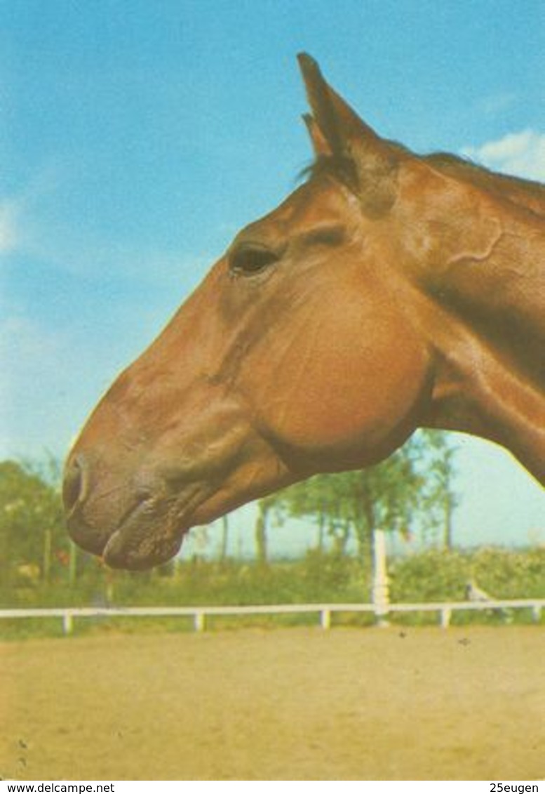 HORSES / PFERDE / CHEVAUX /     POSTCARD UNUSED  ( H  5125 ) - Horses