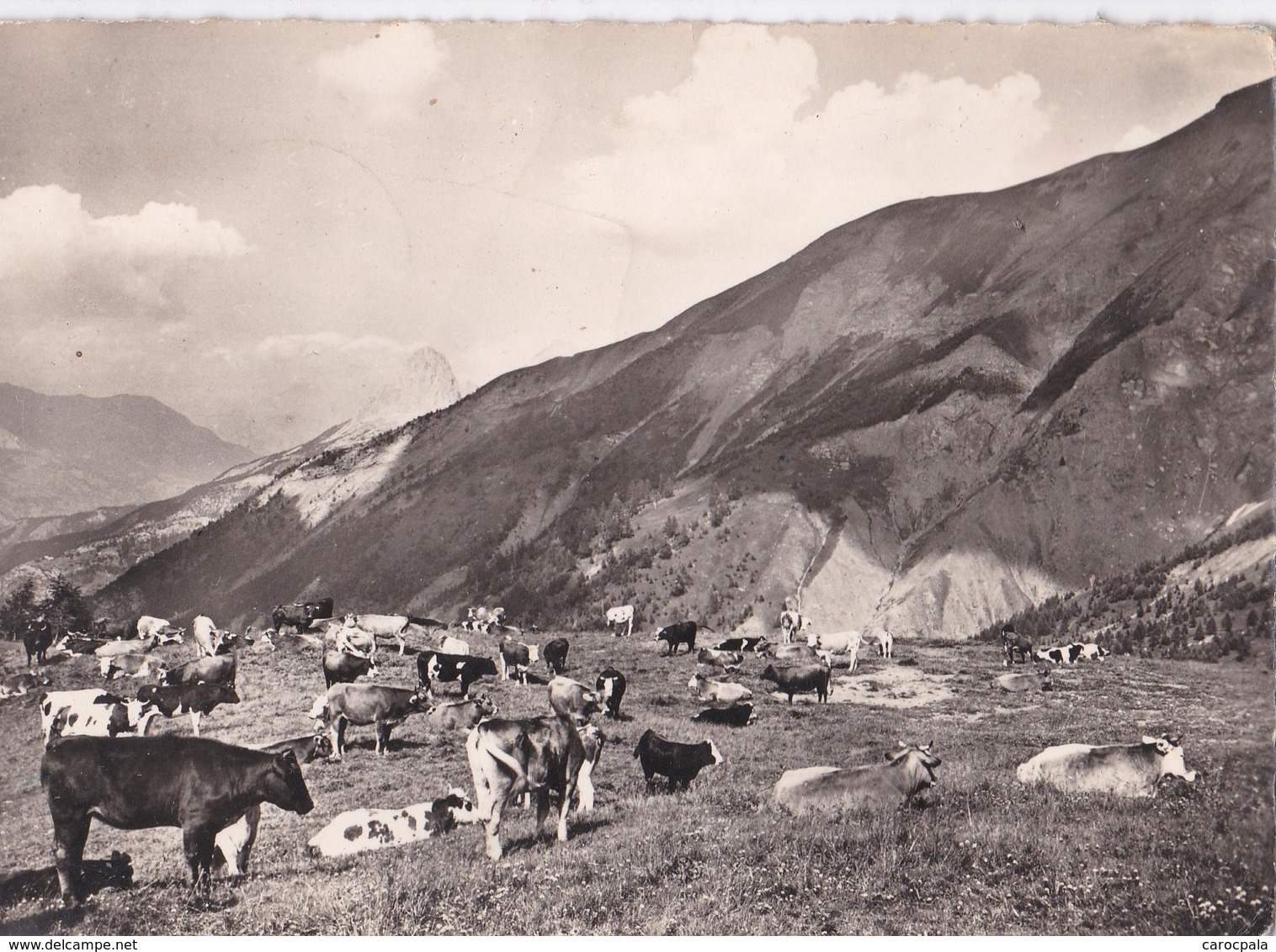 Carte 1958 COL D'ALLOS / PATURAGE (vache,vaches) - Autres & Non Classés