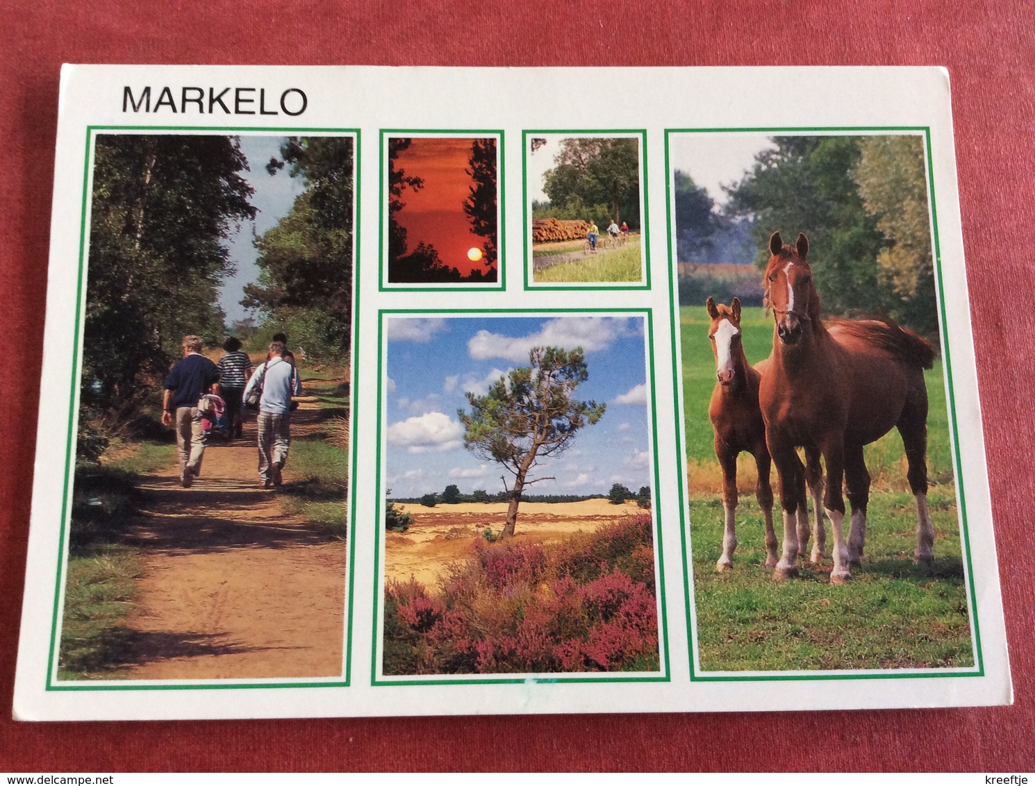 Nederland  Markelo ( Paard ) - Pferde
