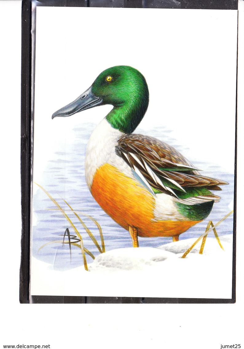 Buzin - Canard Souchet - 1985-.. Vogels (Buzin)