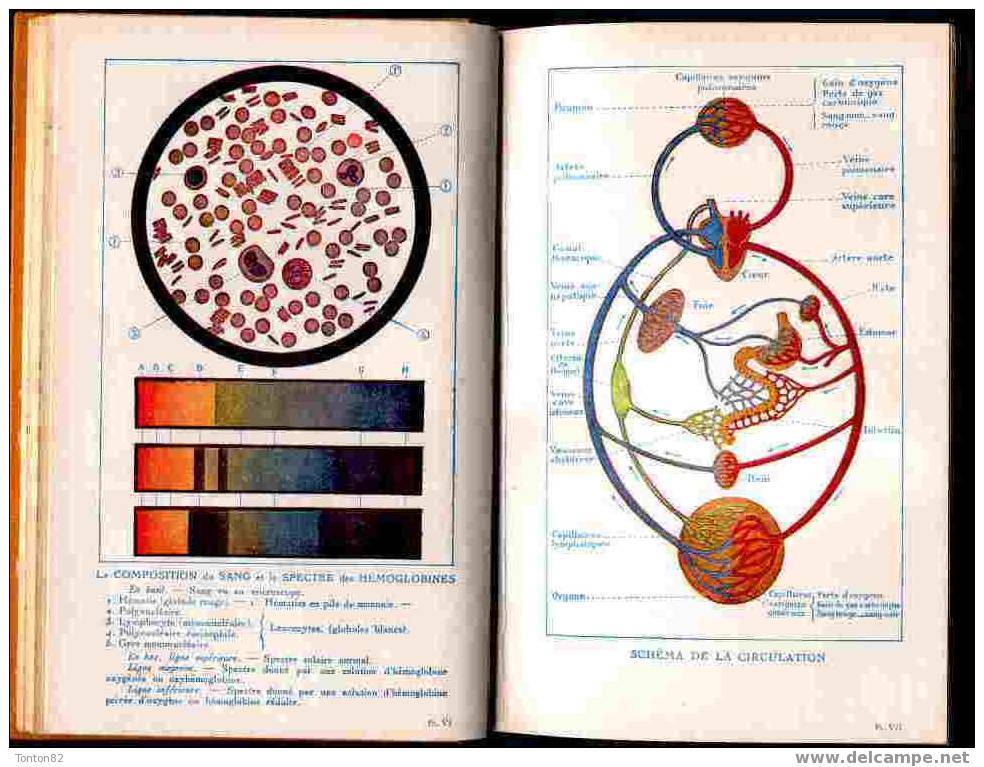 Anatomie & Physiologie Animales & Végétales - V. Boulet & A. Obré - Hachette - ( 1946 ) - 18+ Years Old