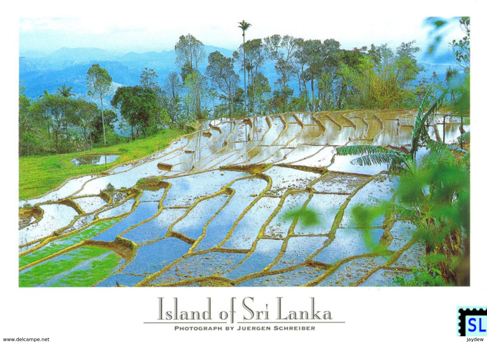 Sri Lanka Postcards, Rice Terraces In The Hill Country, Postcrossing - Sri Lanka (Ceylon)