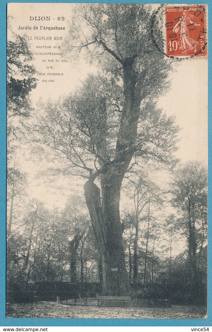DIJON - Jardin De L'Arquebuse - Le Peuplier Noir - Carte Circulé 1911 - Dijon