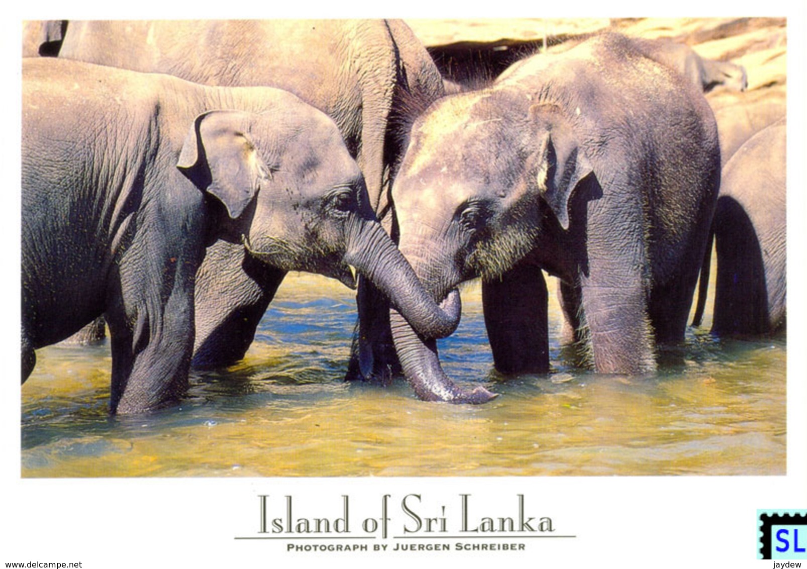 Sri Lanka Postcards, Pinnawala Elephant Orphanage, Elephants, Postcrossing - Sri Lanka (Ceylon)