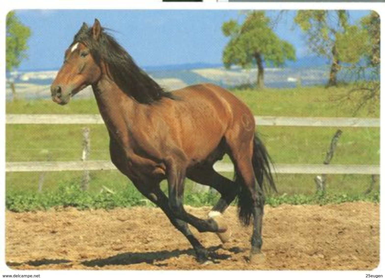 HORSES / PFERDE / CHEVAUX /  POSTCARD  UNUSED  ( H  5154 ) - Pferde