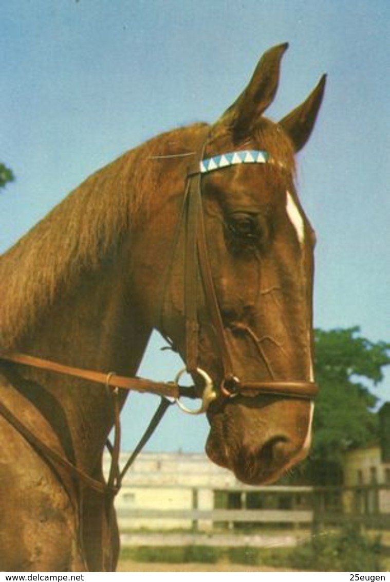 HORSES / PFERDE / CHEVAUX /  POSTCARD UNUSED  ( H  5167 ) - Pferde
