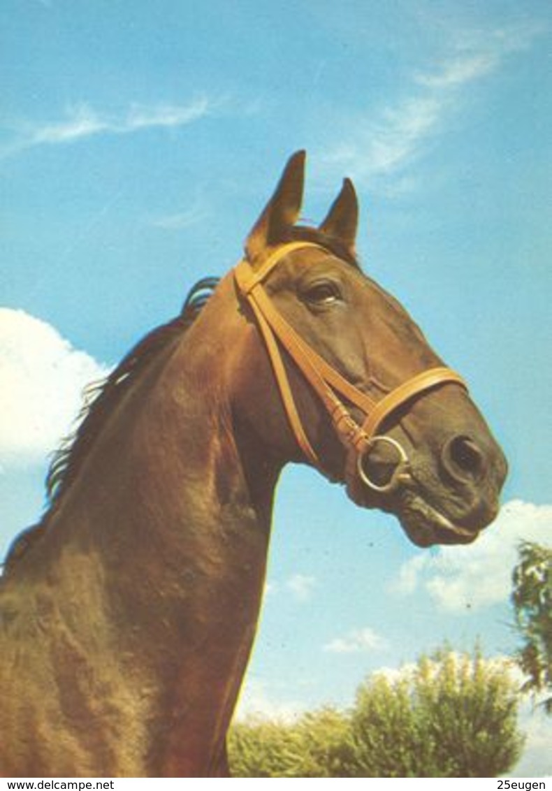 HORSES / PFERDE / CHEVAUX /  POSTCARD UNUSED  ( H  5171 ) - Paarden