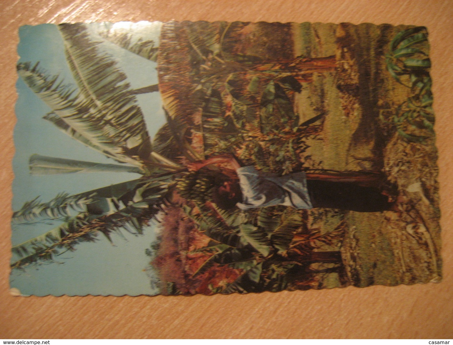 KINGSTON 1969 To London England Industry Stamp Christmas Cancel Harvesting Bananas Banana Post Card JAMAICA British Area - Jamaique (1962-...)